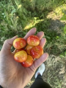 Taking advantage of summer fruits and vegetables 